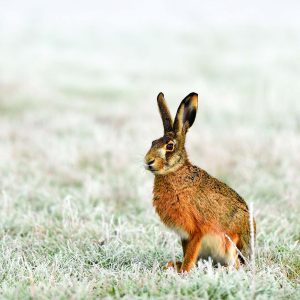 Christmas card - Hare